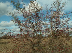 Crataegus ambigua