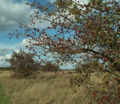 Crataegus ambigua