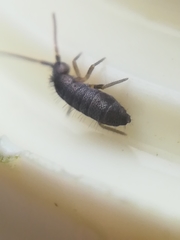 Pogonognathellus flavescens