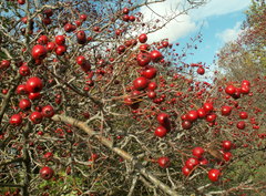 Crataegus ambigua