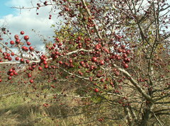 Crataegus ambigua