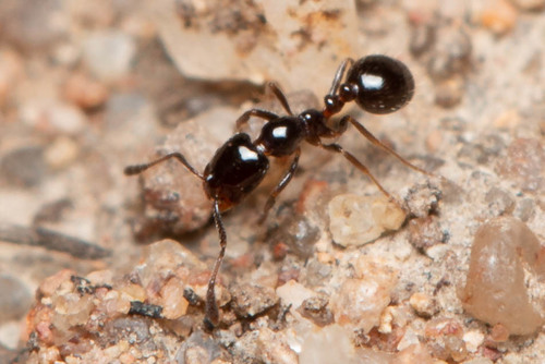 Monomorium sordidumMonomorium sordidum