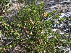 Dodonaea bursariifolia