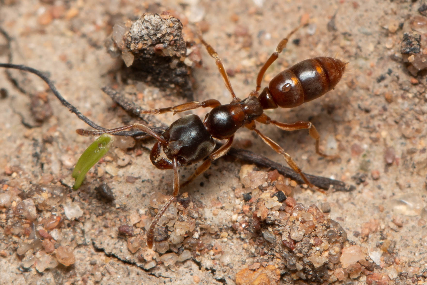 Brachyponera lutea