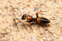 Opisthopsis picta