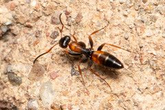 Opisthopsis picta