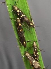 Eretmocera impactella