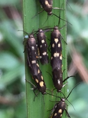 Eretmocera impactella
