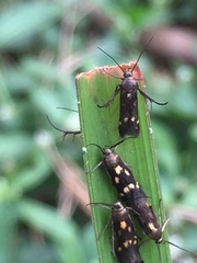 Eretmocera impactella