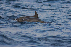 Delphininae