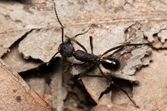 Rhytidoponera convexa