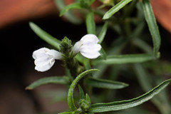 Rostellularia adscendens