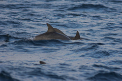 Delphininae