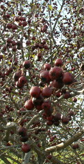Crataegus ambigua