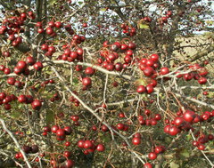 Crataegus ambigua