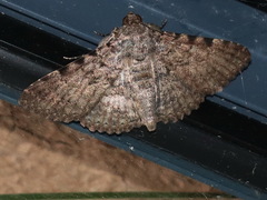 Polydesma boarmoides