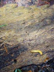 Lymexyloidea