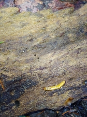 Lymexyloidea