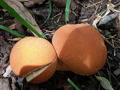 Calvatia rugosa