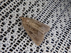 Protodeltote wiscotti