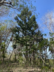 Araucariaceae