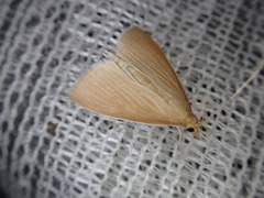 Sclerocona acutellus