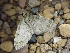 Trichopterigia consobrinaria