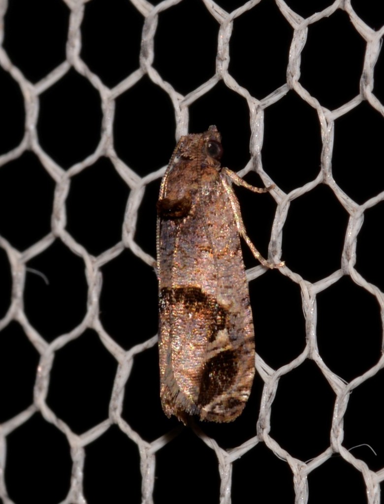 Lobesia extrusana