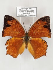 Polyura pleione bebra