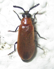 Physciolagria singularicornis