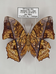 Polyura pleione bebra