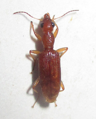 Stenidia quadricollis