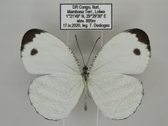 Leptosia marginea