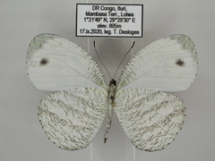 Leptosia marginea