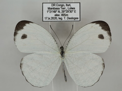Leptosia marginea