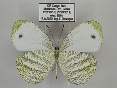 Leptosia marginea