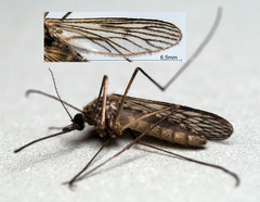 Culiseta morsitans