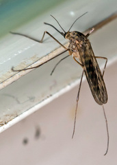 Culiseta morsitans