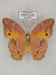 Lachnoptera anticlia