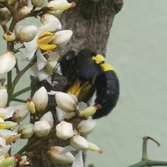 Xylocopa caffra