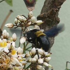 Xylocopa caffra
