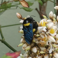 Xylocopa caffra