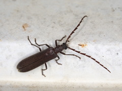 Calopus serraticornis