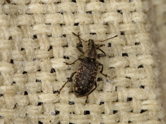 Polydrusus pilosus