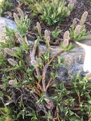 Salix petrophila