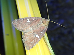 Acosmetia biguttula