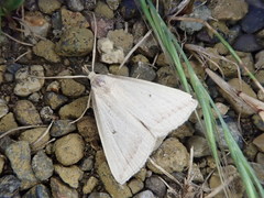 Zanclognatha obliqua