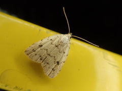 Anachrostis nigripunctalis