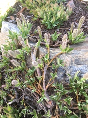 Salix petrophila