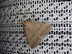 Zanclognatha violacealis